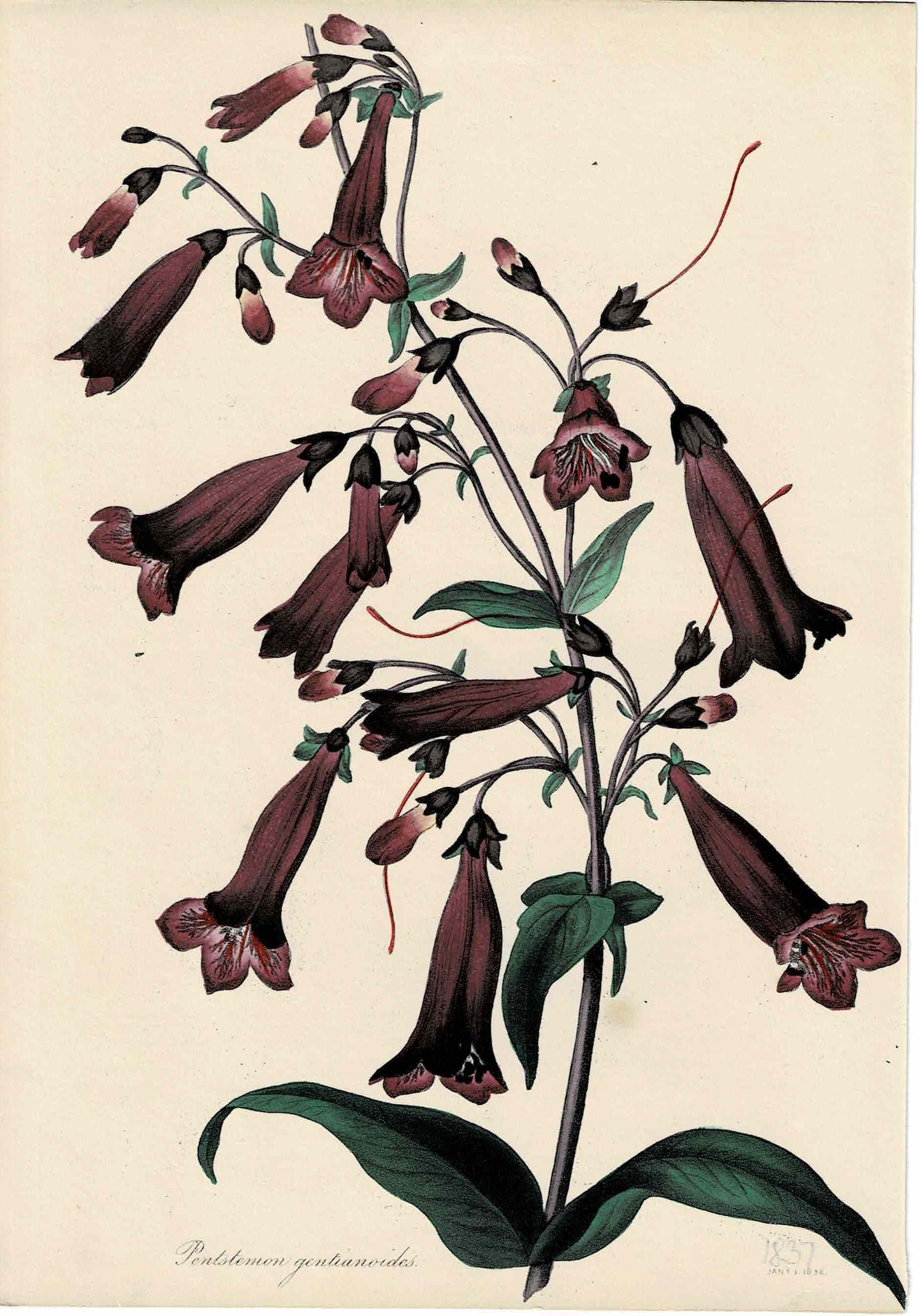 Hand-colored Botanical, Purple Pentstemon Gentianoides, c. 1838