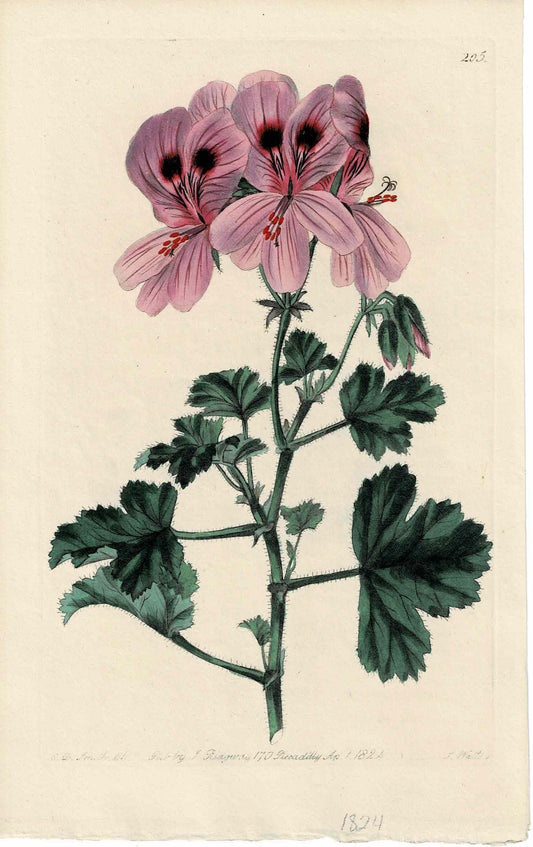 Hand-colored Botanical, Pink and Purple Flowers, c. 1824