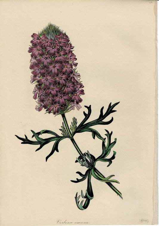 Hand-colored Botanical, Verbena Amana, c. 1840