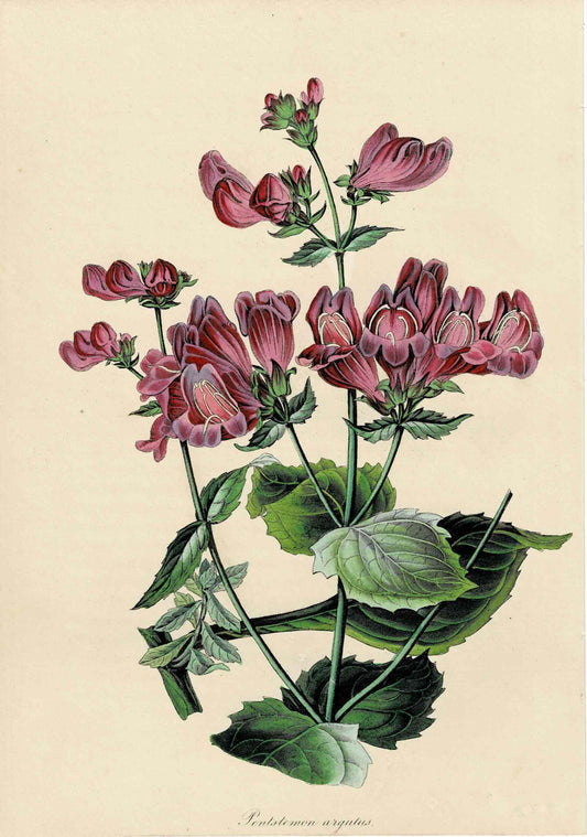 Pink Hand-colored Botanical, Pentstemon Argutus, C. mid-1800s