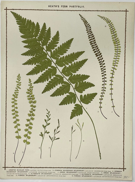 Heath’s Fern Portfolio Original Chromolithograph